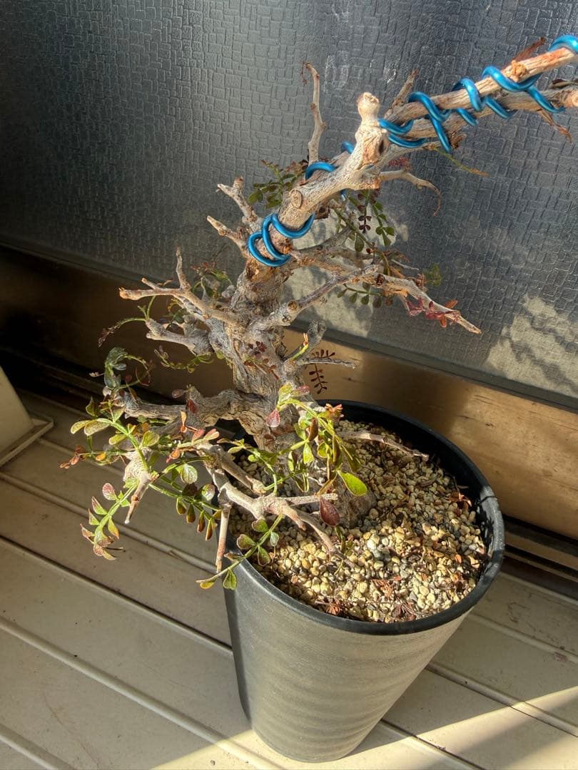 オペルクリカリア パキプス 実生 11年株 作り込み