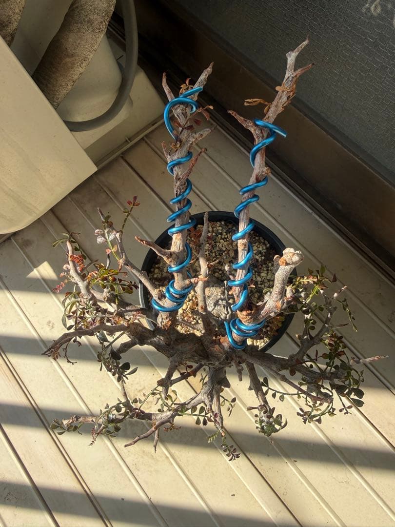 オペルクリカリア パキプス 実生 11年株 作り込み