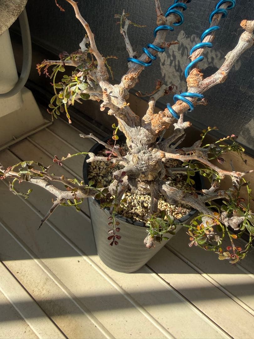 オペルクリカリア パキプス 実生 11年株 作り込み