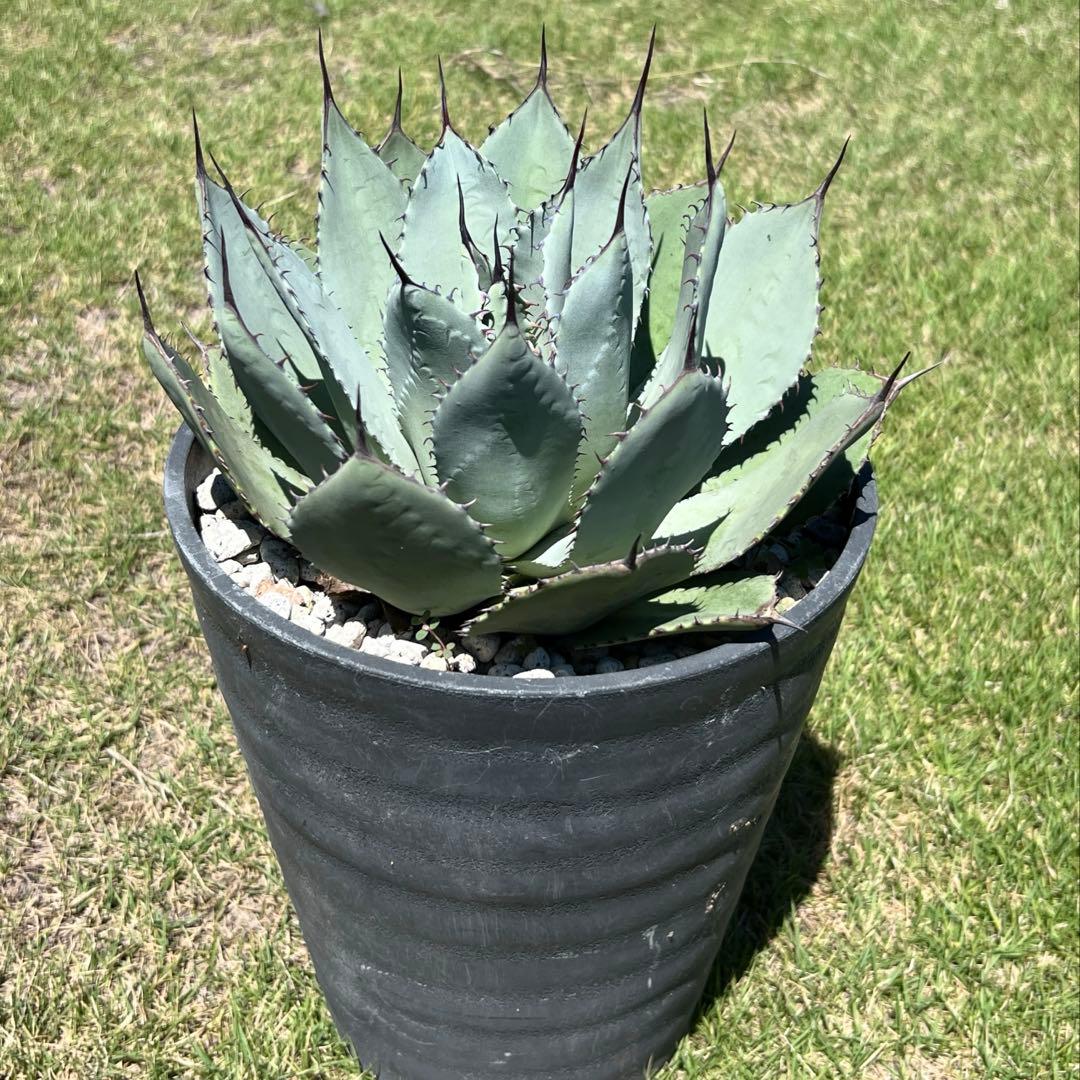 アガベ　パリー 吉祥天(姫吉祥天) 極上