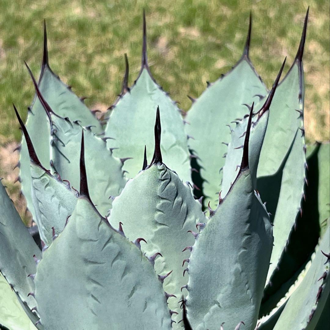 アガベ　パリー 吉祥天(姫吉祥天) 極上