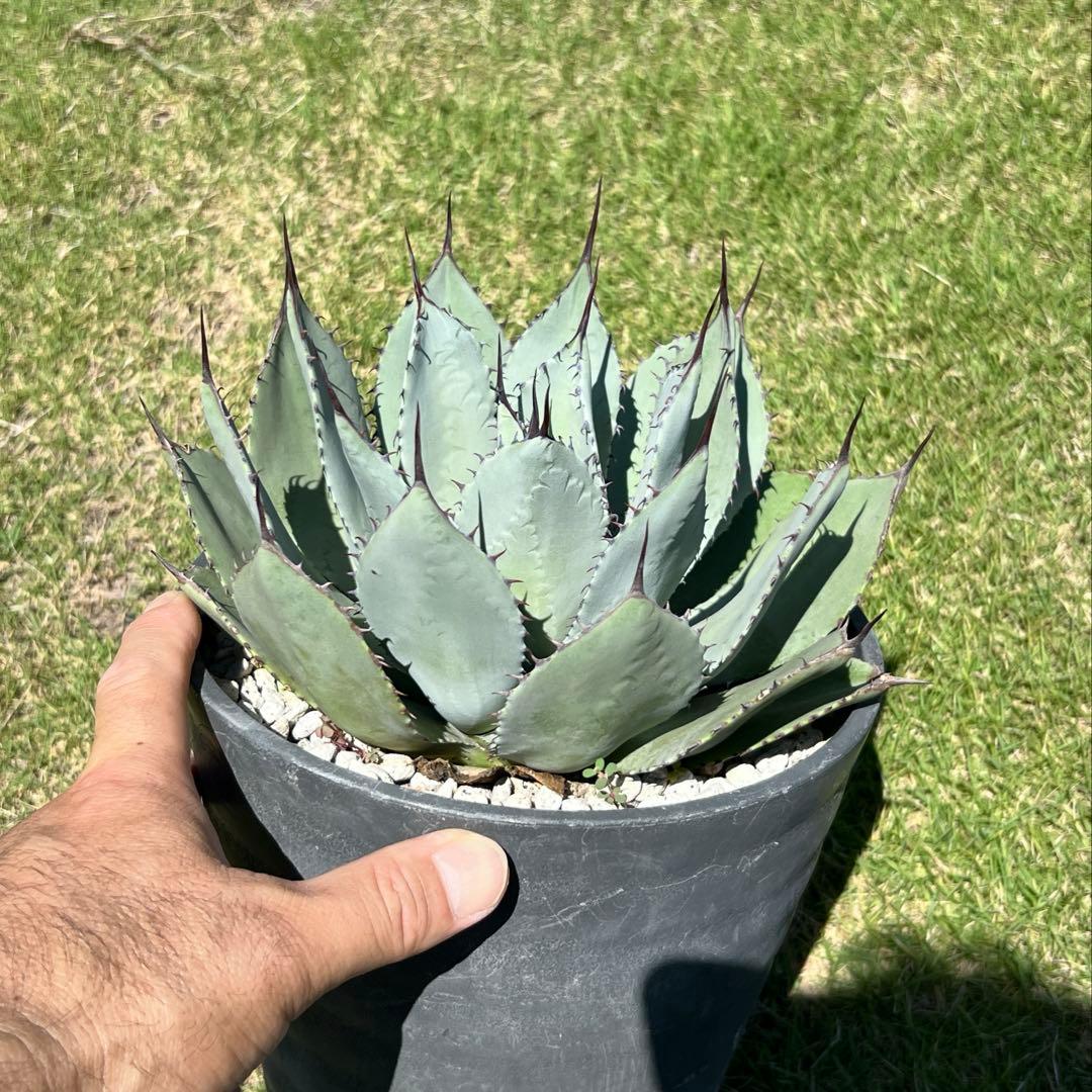 アガベ　パリー 吉祥天(姫吉祥天) 極上