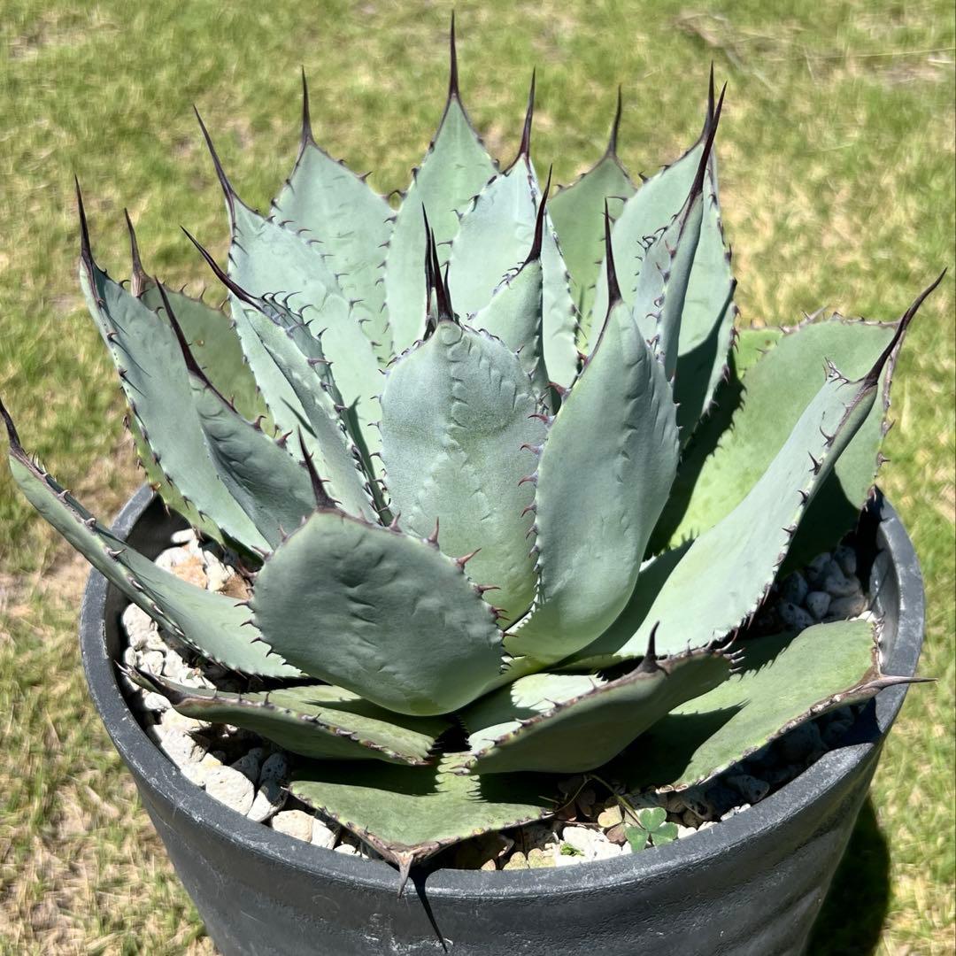 アガベ　パリー 吉祥天(姫吉祥天) 極上