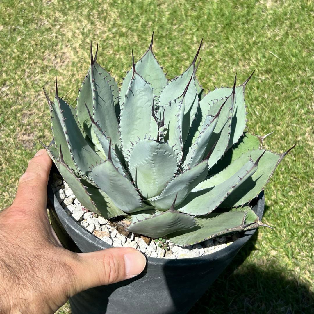 アガベ　パリー 吉祥天(姫吉祥天) 極上