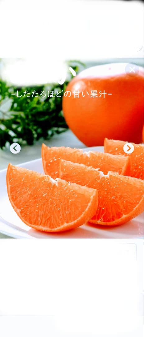 nicoページ！「みはや３年生」と「せとか３年生」苗木２本セット販売品！