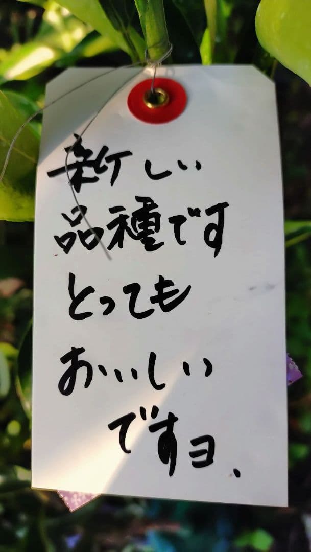nicoページ！「みはや３年生」と「せとか３年生」苗木２本セット販売品！