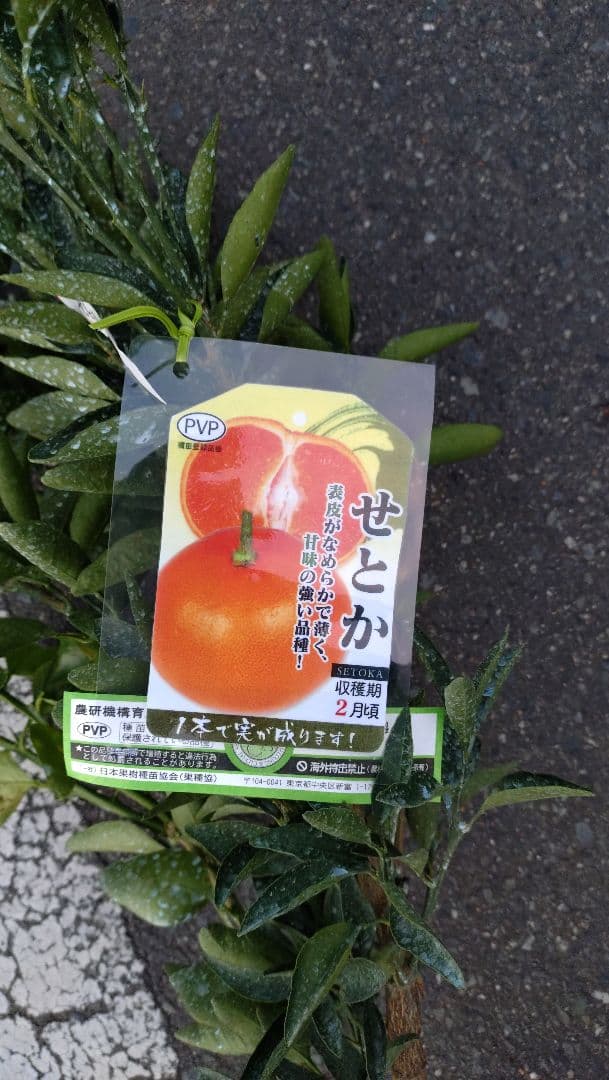 nicoページ！「みはや３年生」と「せとか３年生」苗木２本セット販売品！