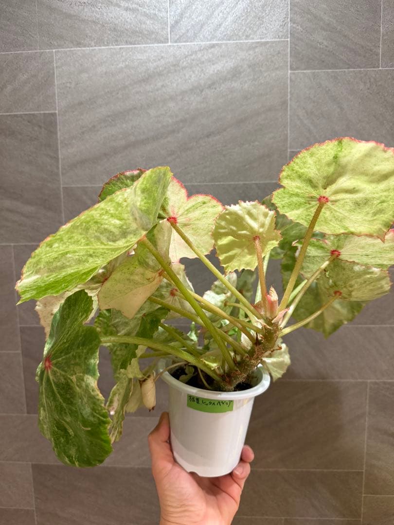 ベゴニア ルージュ バリエガータ