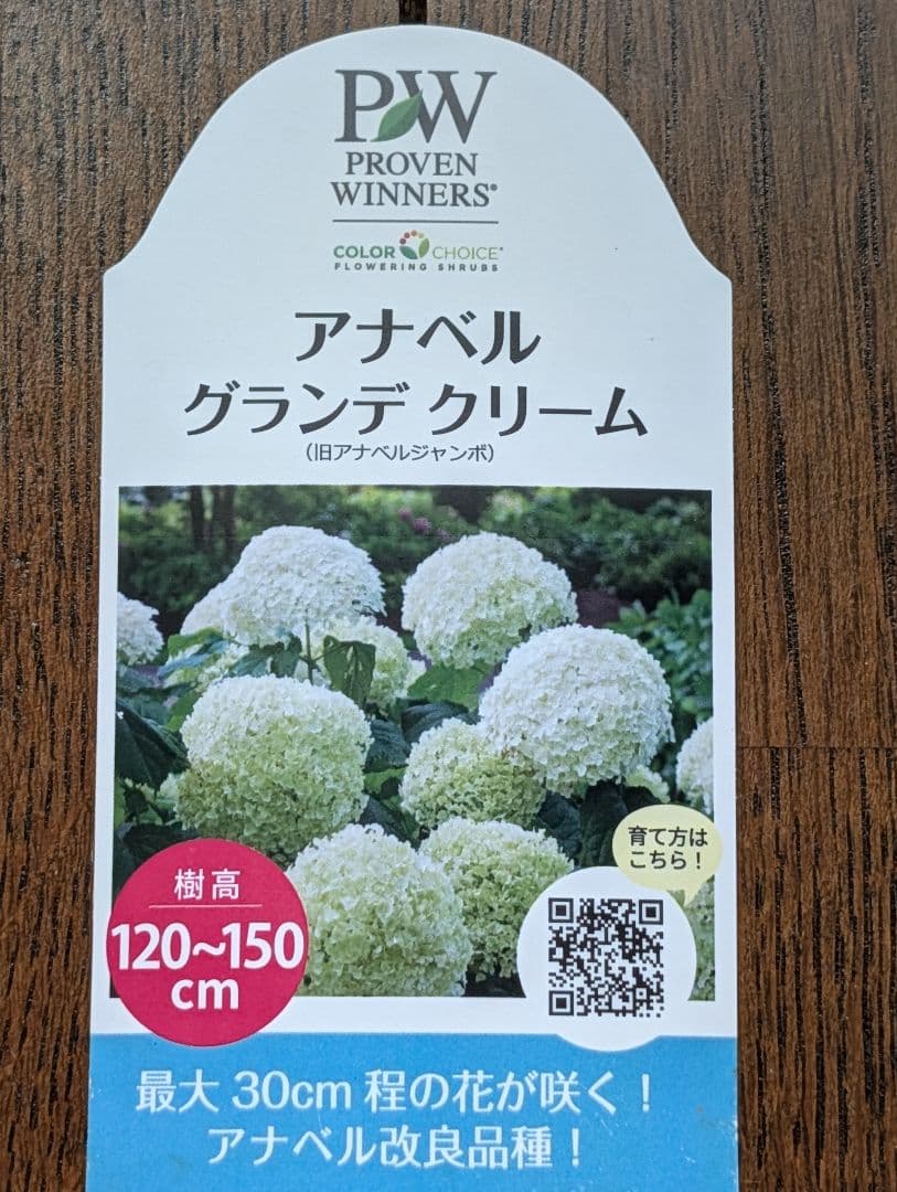 ✤ アナベル グランデクリーム ✤ 挿し穂 3本 ⚘˖* ネコポス発送 ⚘˖*