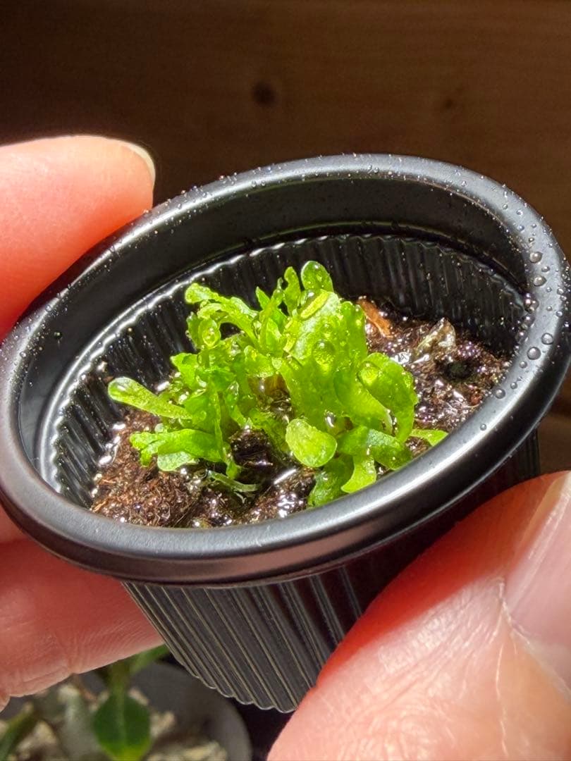 P.madagascariense 前葉体 胞子体 ビカクシダ 25 - メルカリ