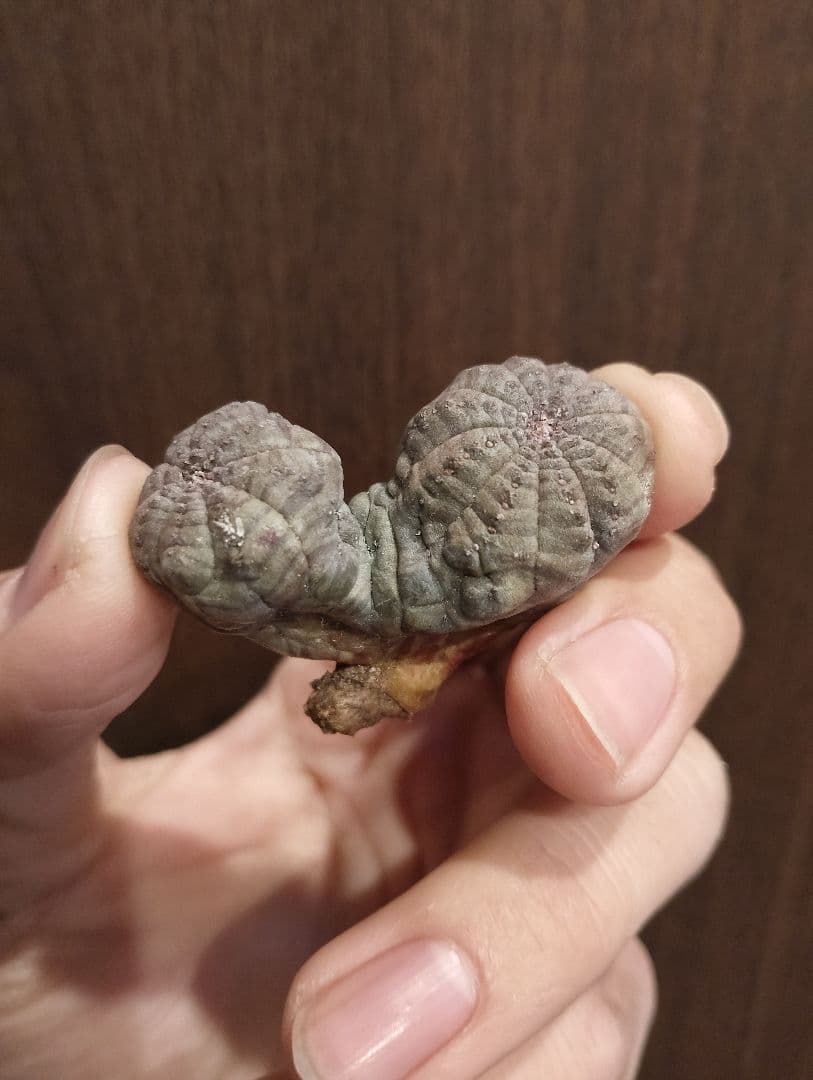 希少 ユーフォルビア オベサ ダブルベッド