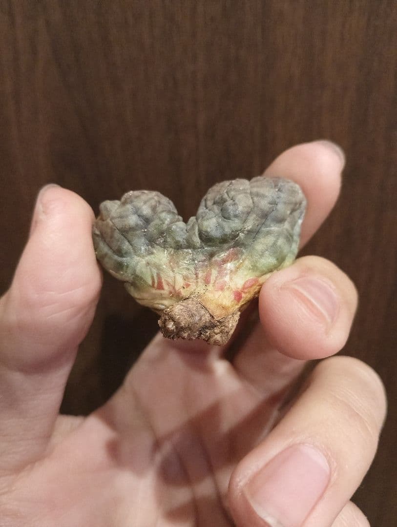 希少 ユーフォルビア オベサ ダブルベッド