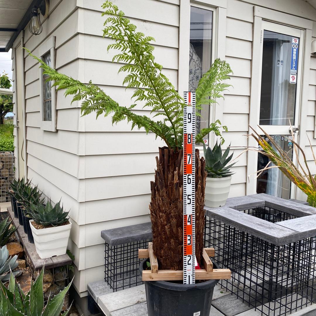 ディクソニア　アルタルクティカ ドライガーデン　シンボルツリー　アガベ　ユッカ