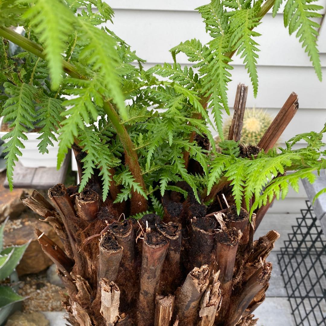 ディクソニア　アルタルクティカ ドライガーデン　シンボルツリー　アガベ　ユッカ