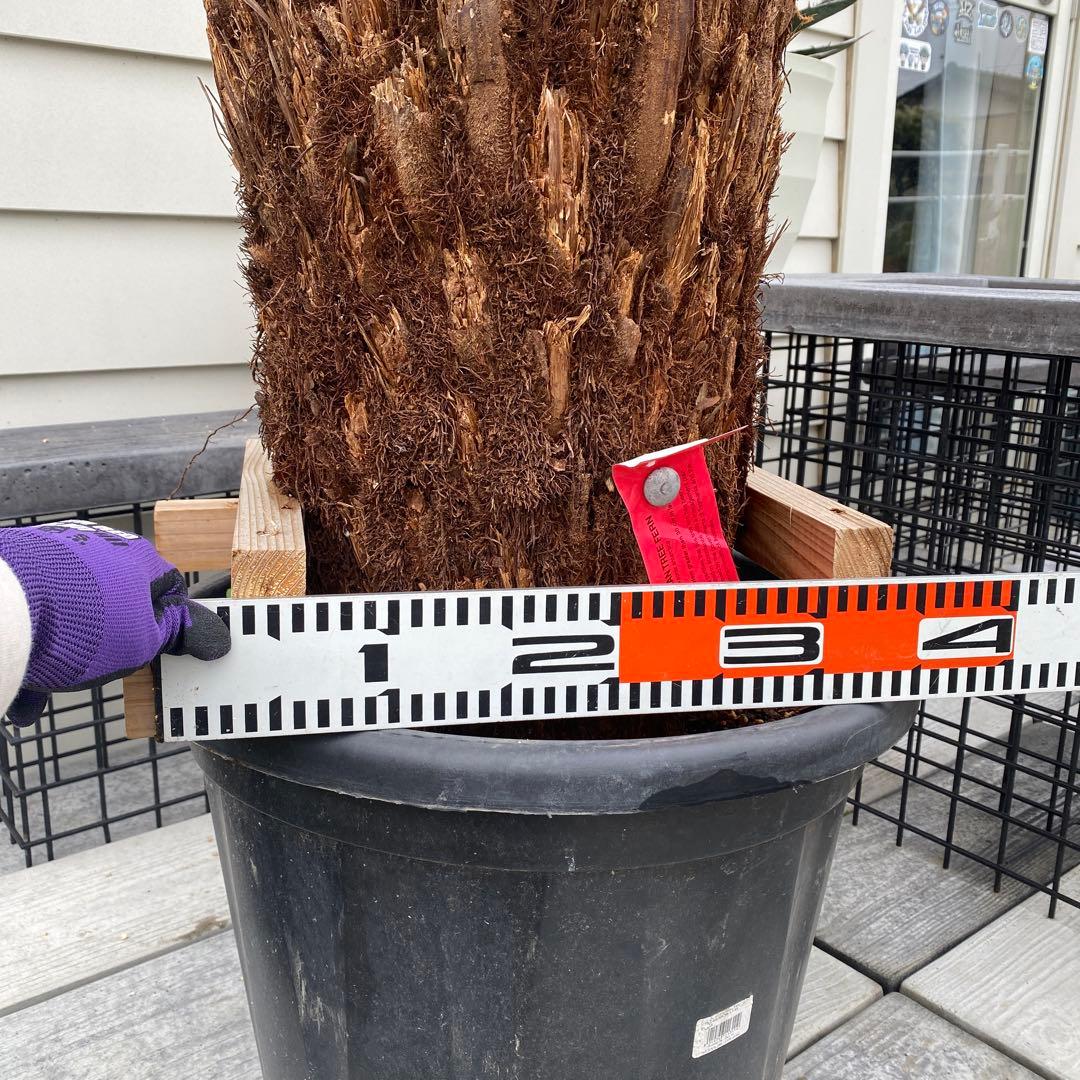 ディクソニア　アルタルクティカ ドライガーデン　シンボルツリー　アガベ　ユッカ