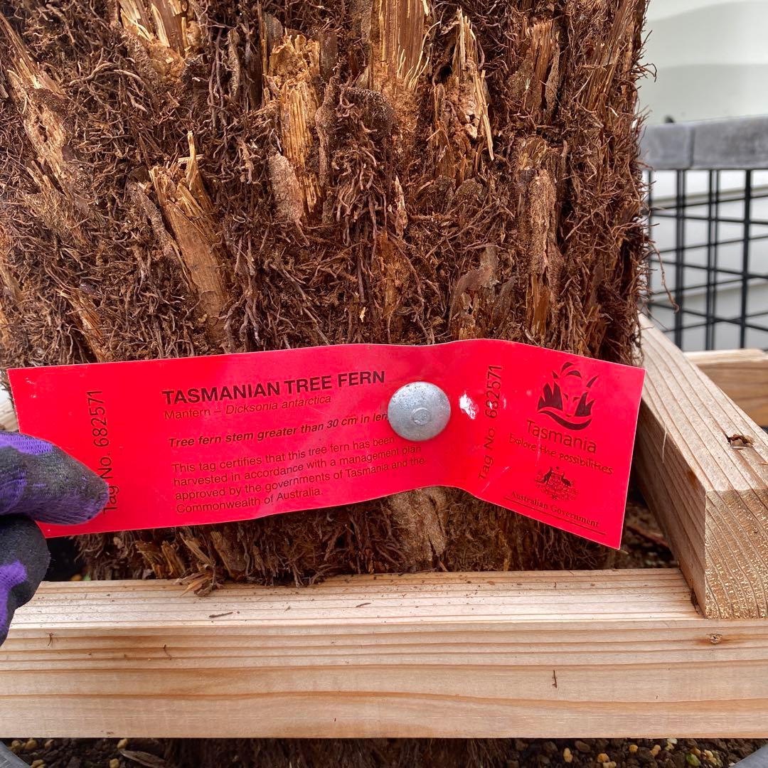 ディクソニア　アルタルクティカ ドライガーデン　シンボルツリー　アガベ　ユッカ