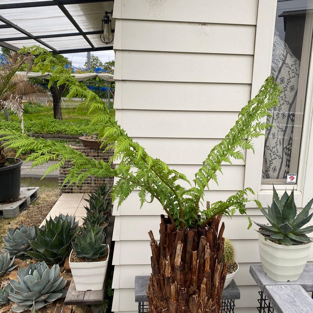 ディクソニア　アルタルクティカ ドライガーデン　シンボルツリー　アガベ　ユッカ