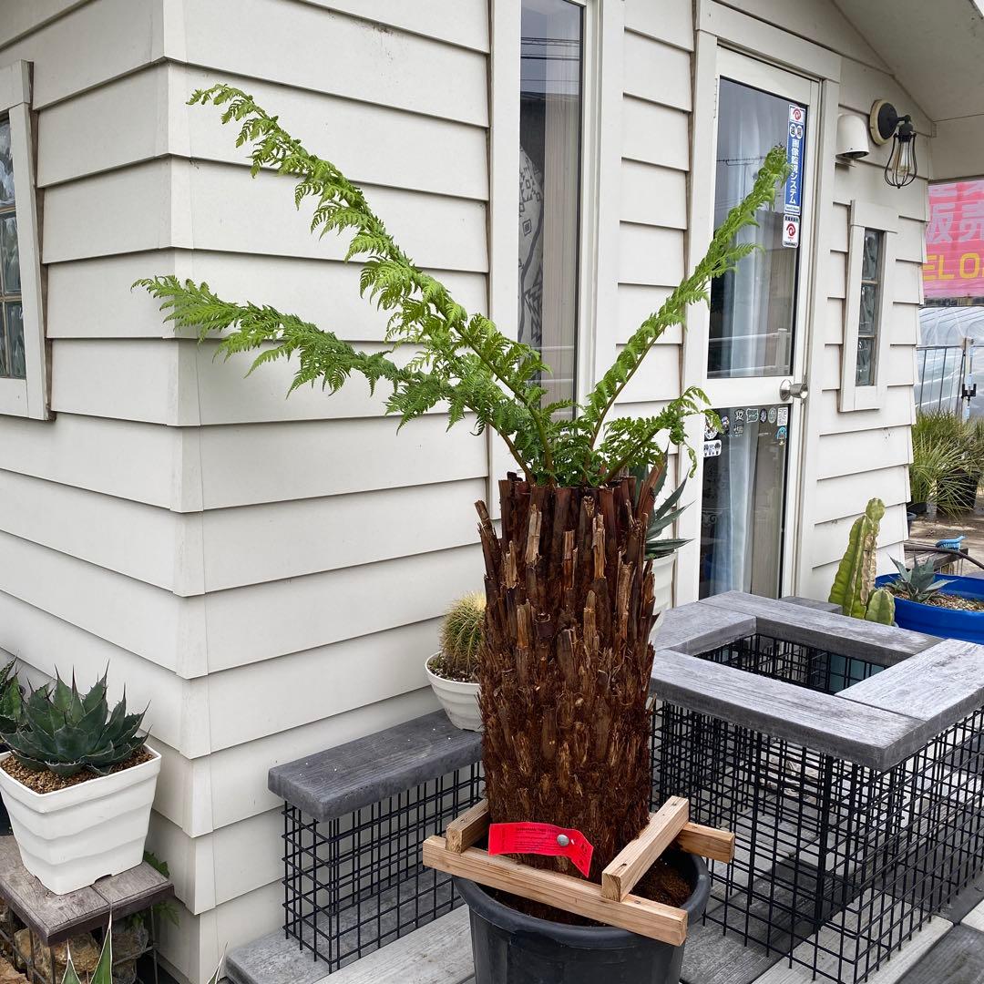 ディクソニア　アルタルクティカ ドライガーデン　シンボルツリー　アガベ　ユッカ