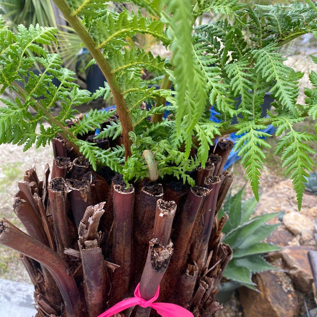 ディクソニア　アルタルクティカ ドライガーデン　シンボルツリー　アガベ　ユッカ