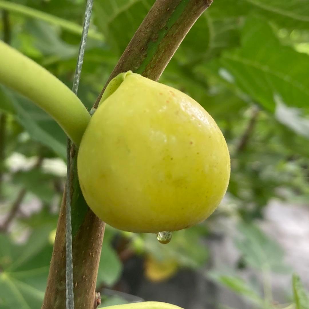 穂木 イチジク - メルカリ