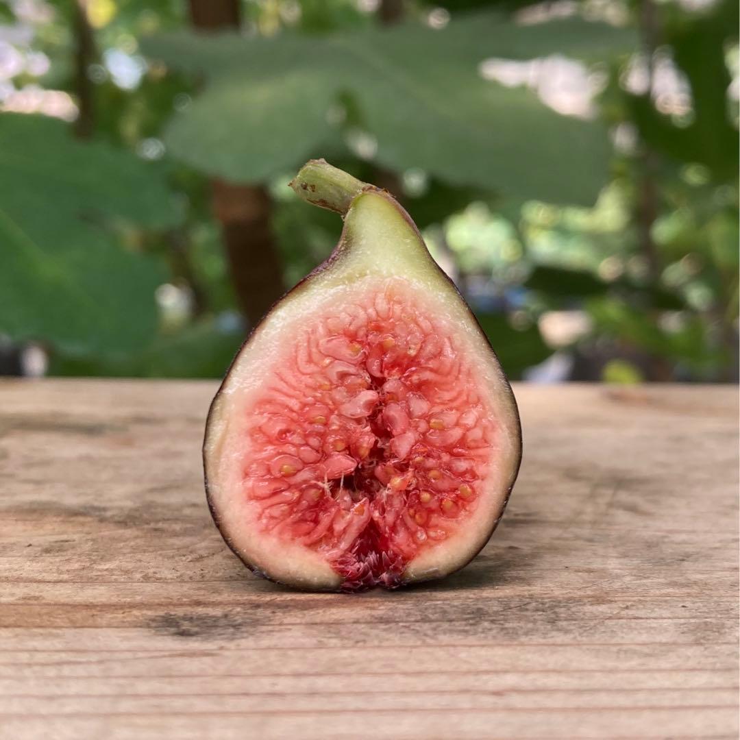 穂木 イチジク - メルカリ