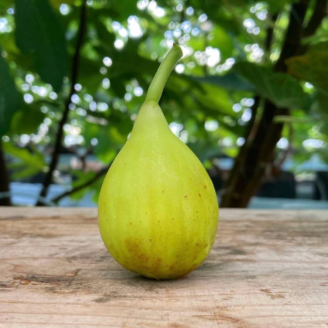 穂木 イチジク - メルカリ