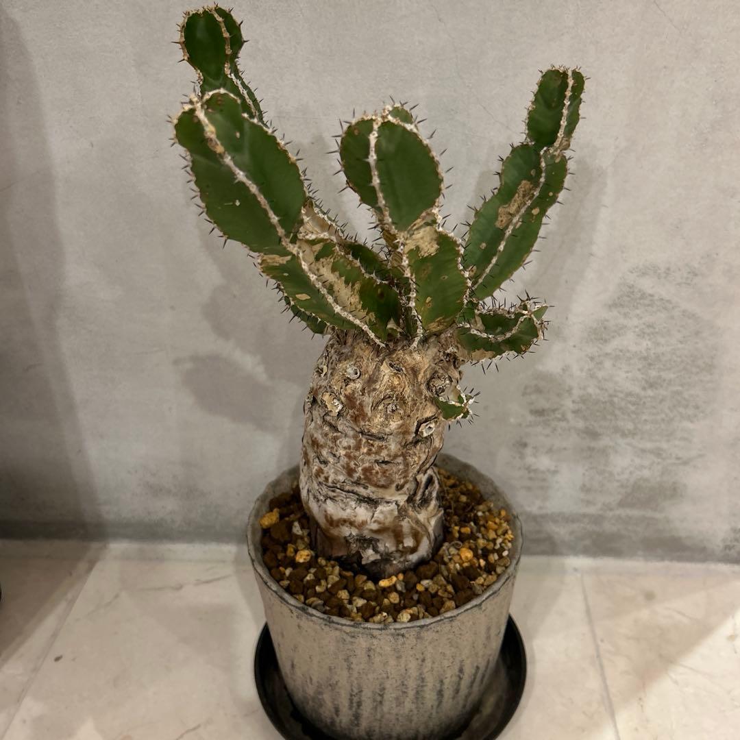 ユーフォルビア ムランジーナ 現地球発根済 - メルカリ