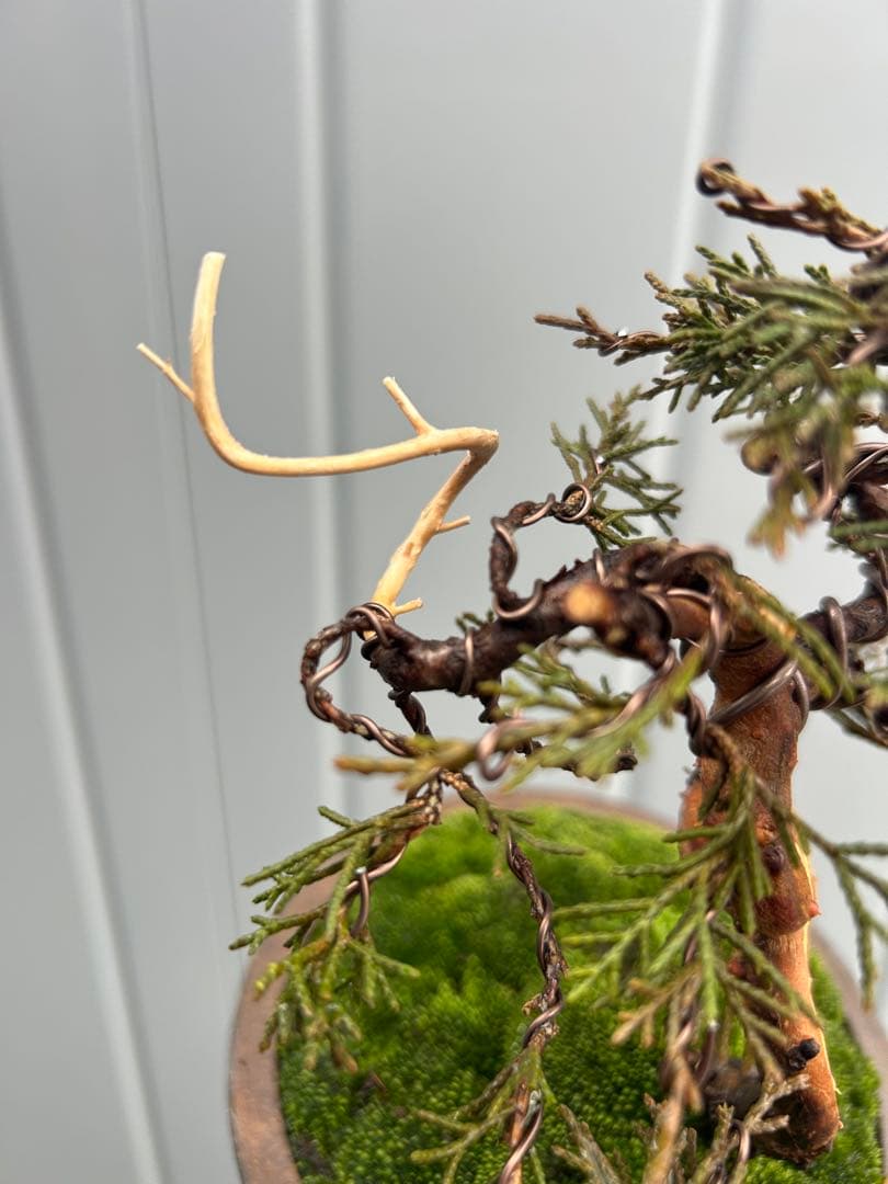 糸魚川真柏 舎利 小品