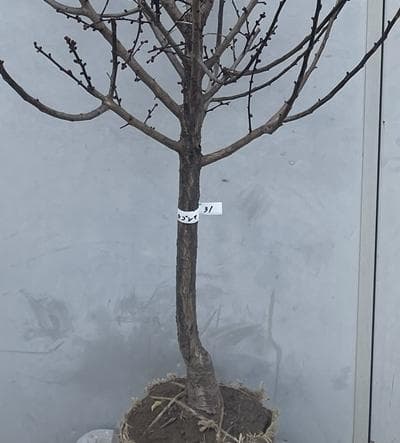 《現品》鹿児島紅梅（カゴシマコウバイ）樹高1.7ｍ（根鉢含まず）31【花梅苗木】