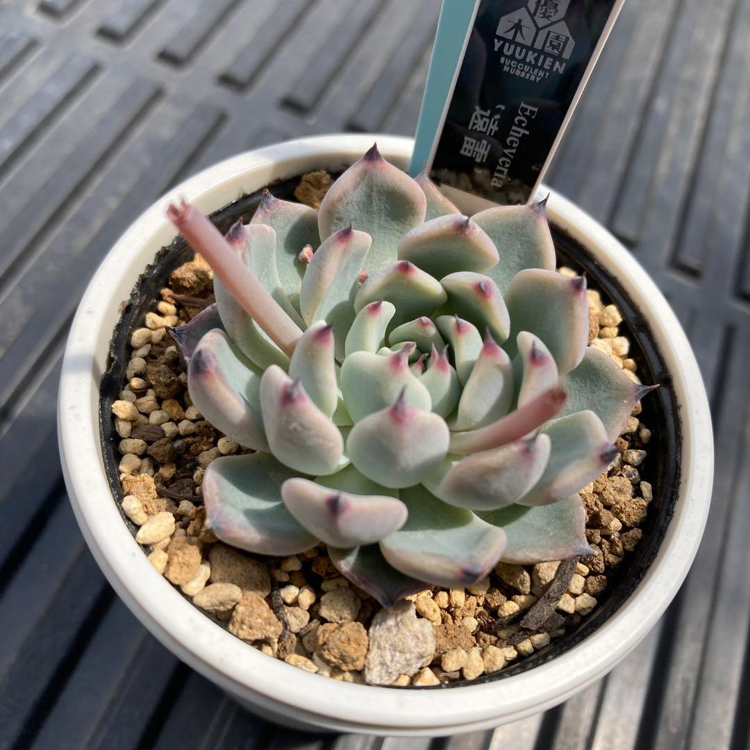 売約済✨No.34 多肉植物 抜き苗 遠雷　優木園札付き