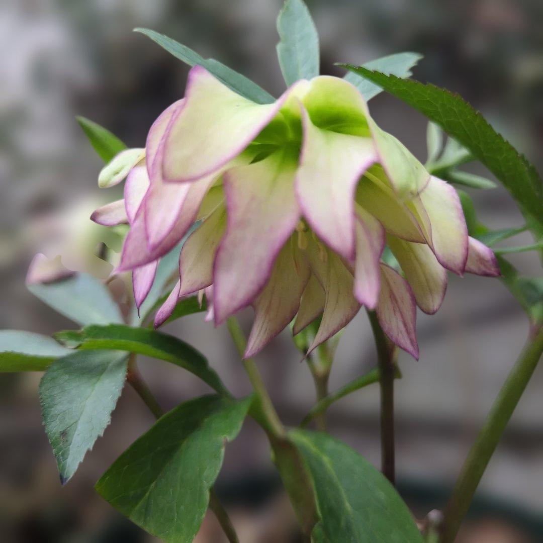 K*o様 大木ナーセリー❤️ クリスマスローズ❤️ ヘルツェ✕ヒデ交配❤️