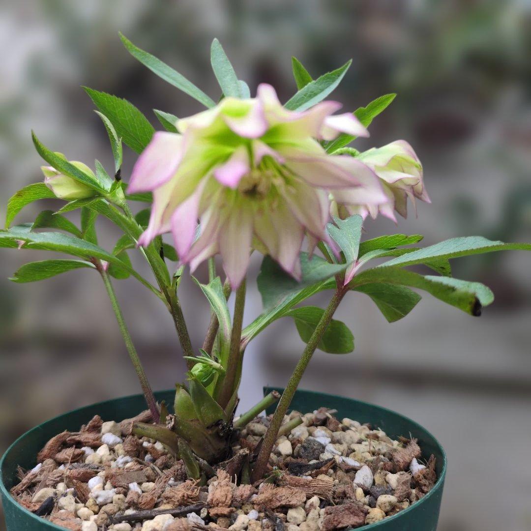 K*o様 大木ナーセリー❤️ クリスマスローズ❤️ ヘルツェ✕ヒデ交配❤️