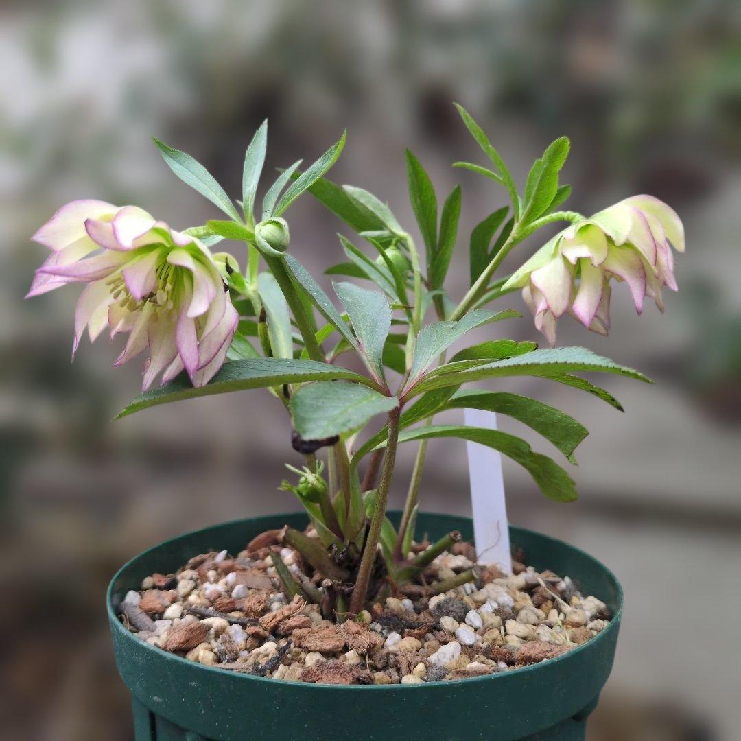 K*o様 大木ナーセリー❤️ クリスマスローズ❤️ ヘルツェ✕ヒデ交配❤️