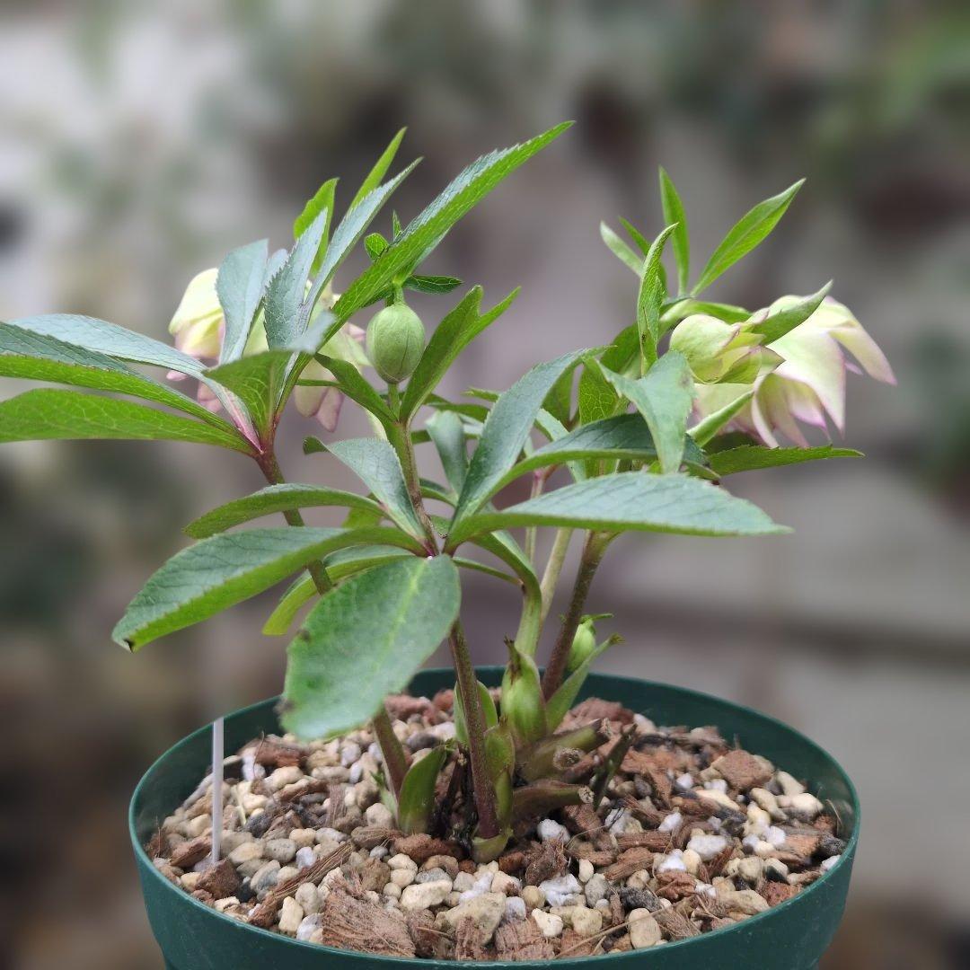 K*o様 大木ナーセリー❤️ クリスマスローズ❤️ ヘルツェ✕ヒデ交配❤️