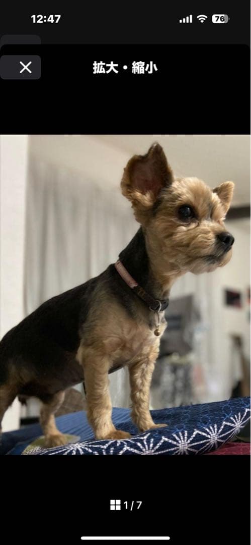 loverynonta　うちの子オーダー