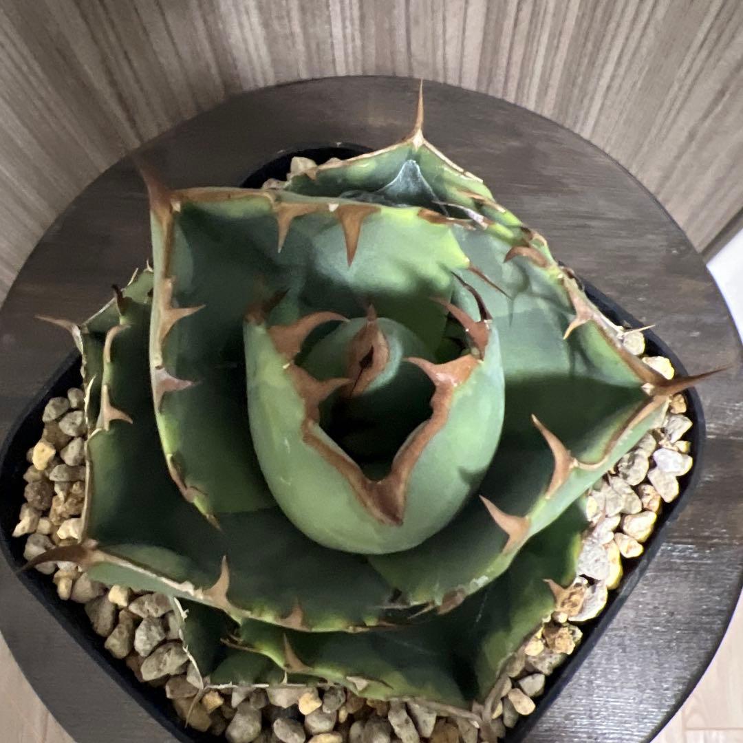 アガベ　ジャガーノート　斑入り