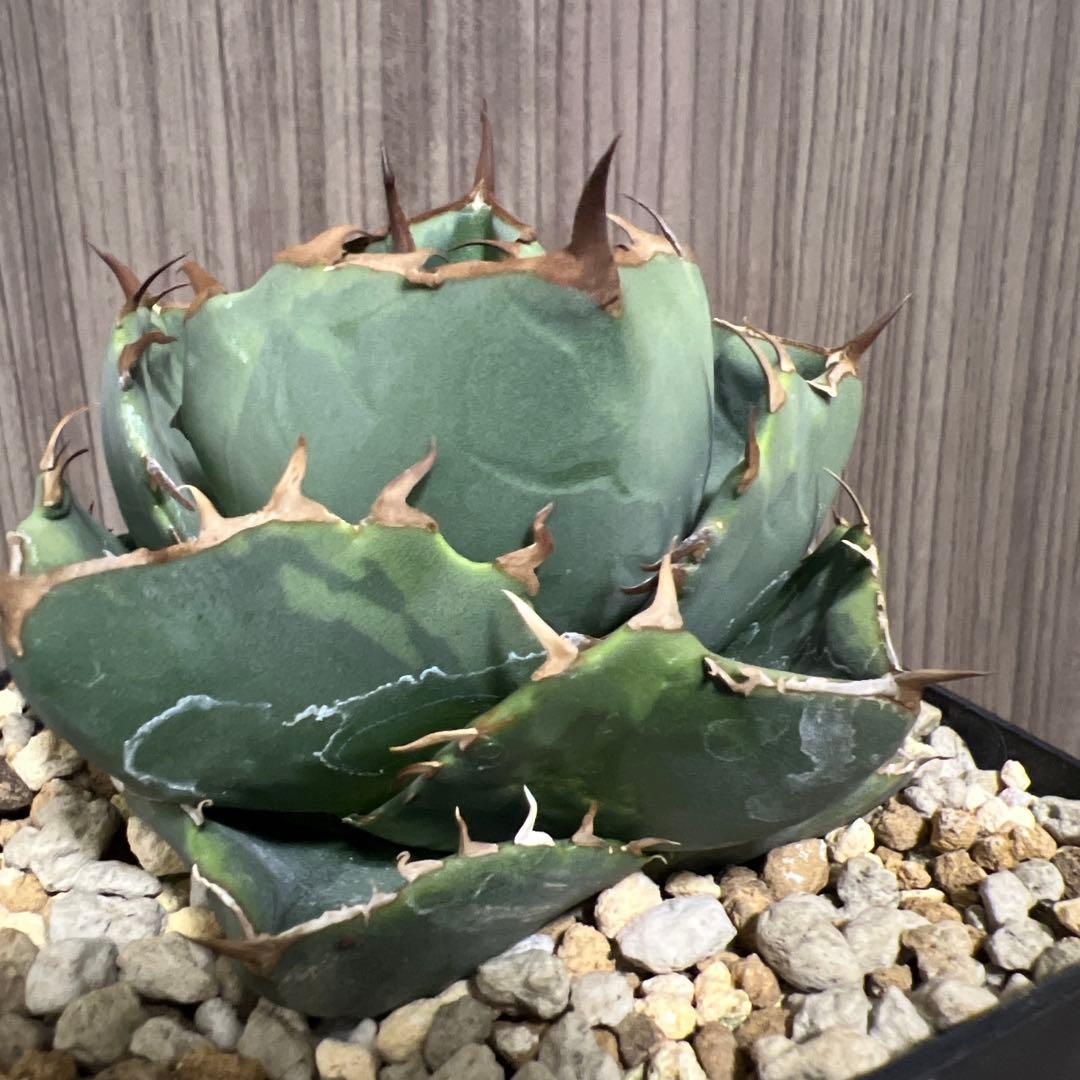 アガベ　ジャガーノート　斑入り