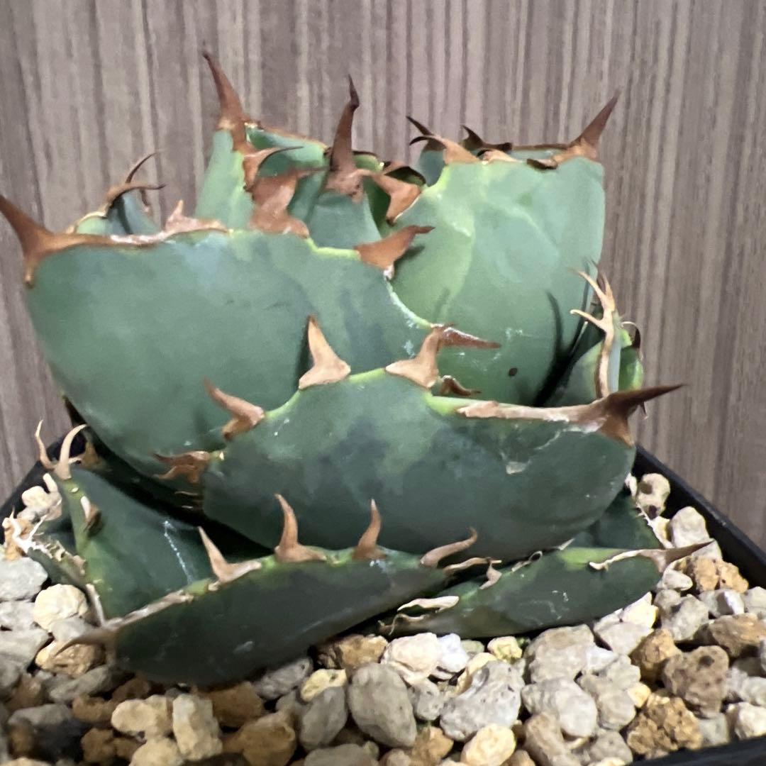 アガベ　ジャガーノート　斑入り