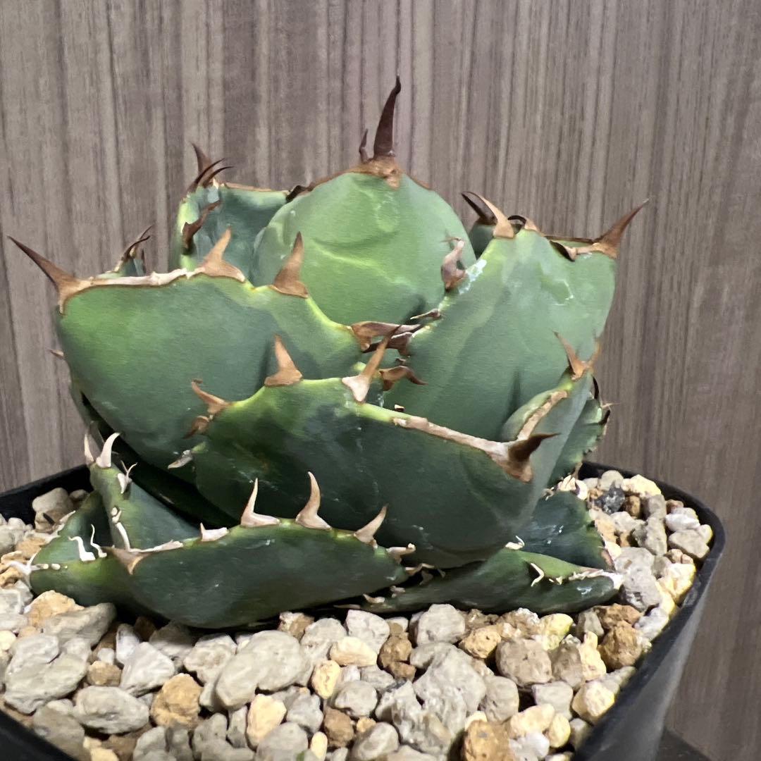 アガベ　ジャガーノート　斑入り