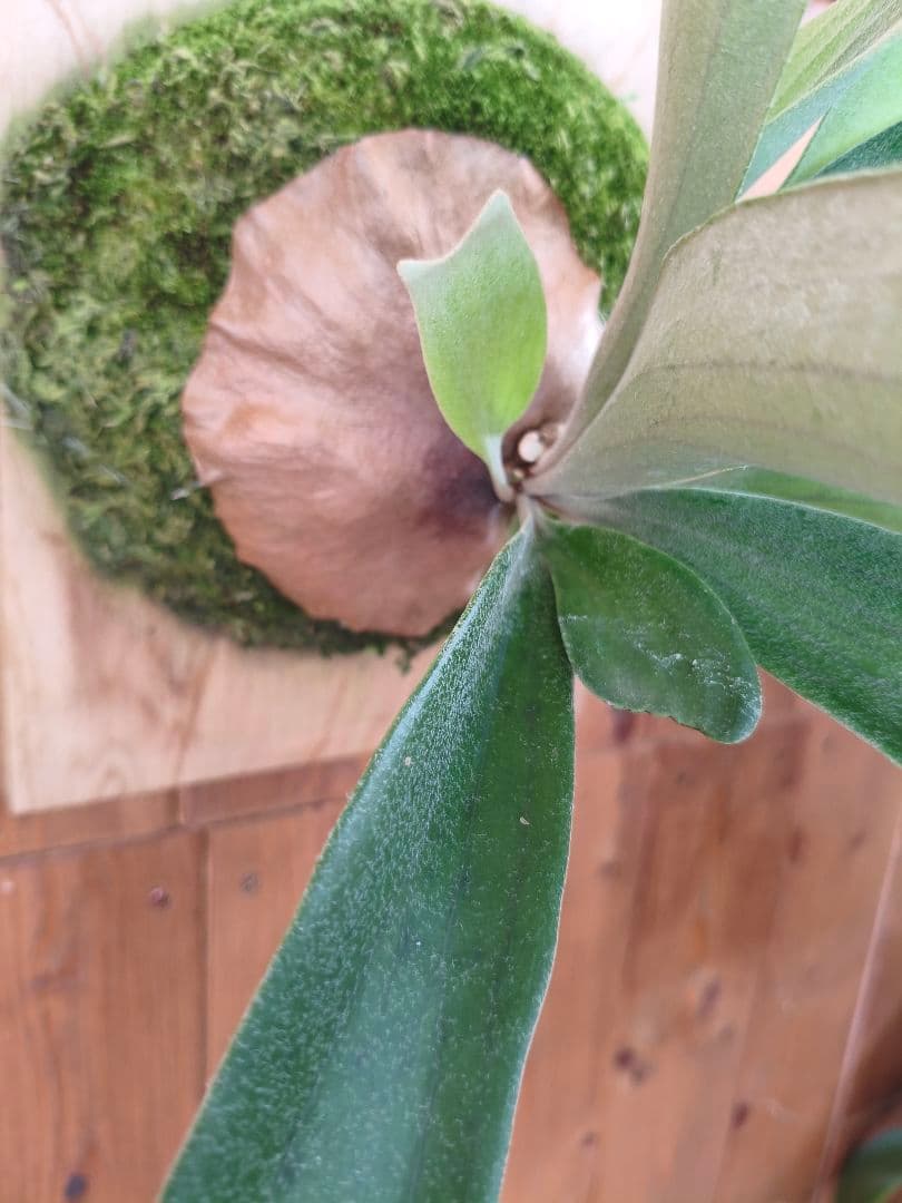 お買い得！！ コウモリラン【P.'Mulford'】板付け仕様