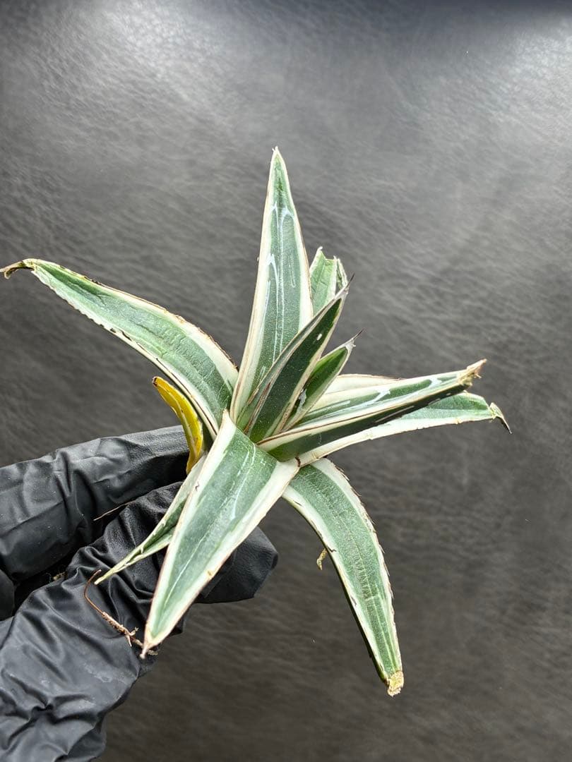 アガベ 「氷山」 White Rhino 極白 超美品 貴重希少株 - メルカリ