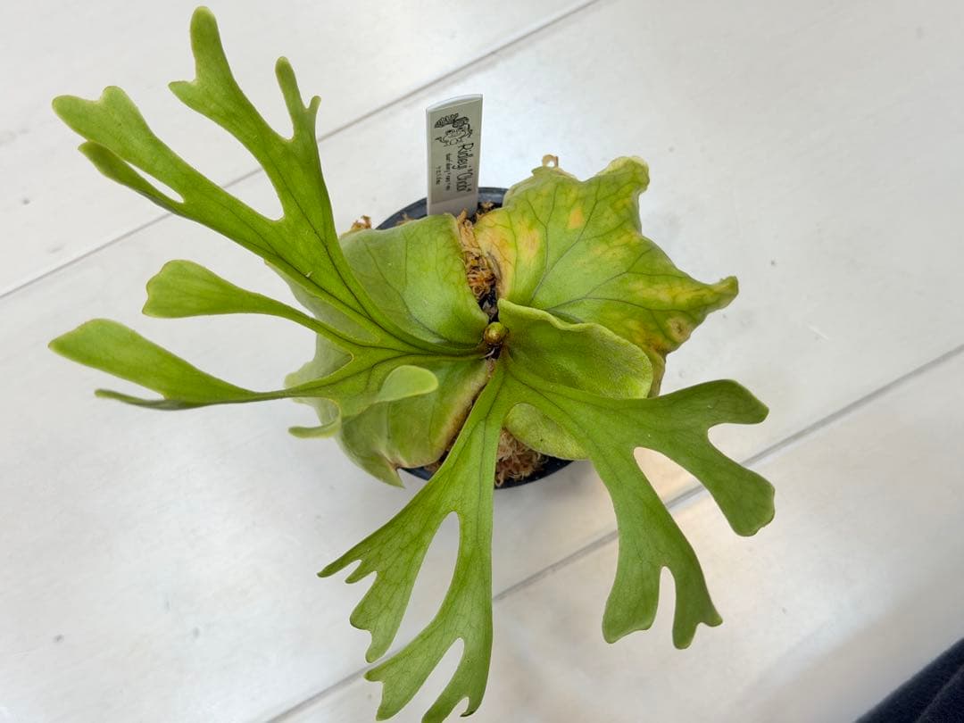 ridleyi chobi リドレイ silvery nano mini mix