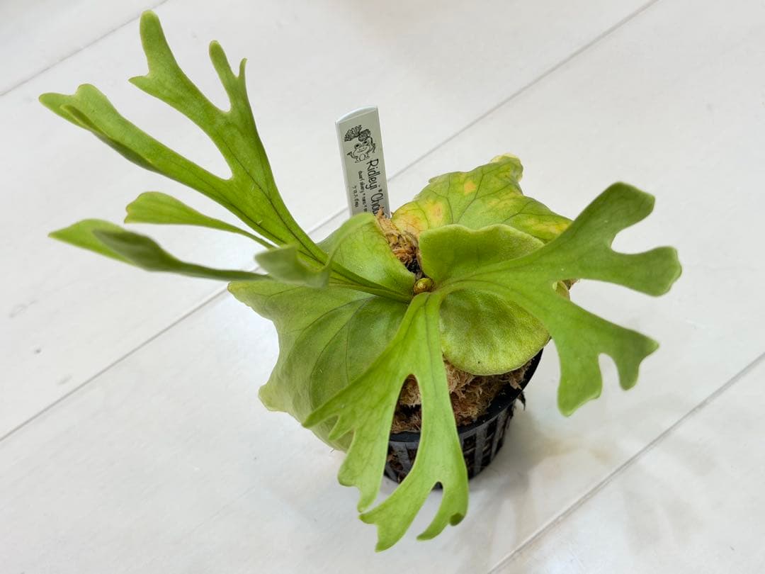 ridleyi chobi リドレイ silvery nano mini mix