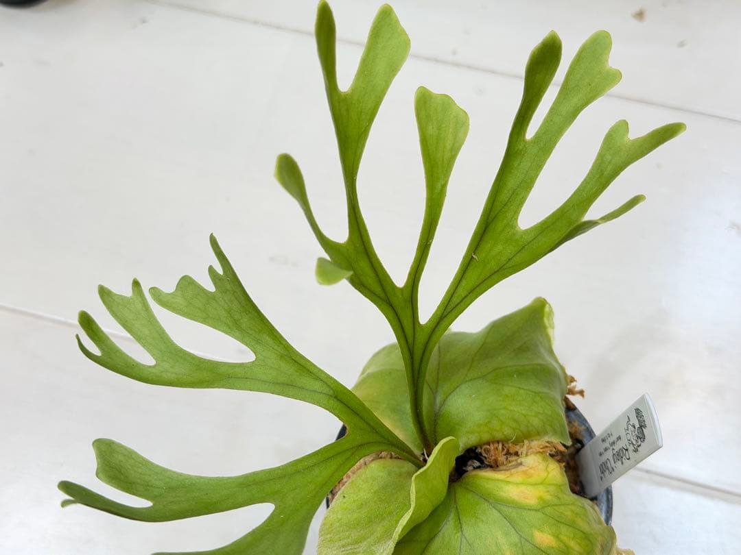 ridleyi chobi リドレイ silvery nano mini mix