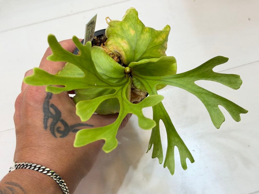 ridleyi chobi リドレイ silvery nano mini mix