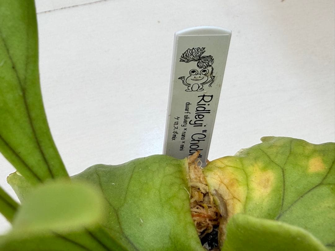 ridleyi chobi リドレイ silvery nano mini mix