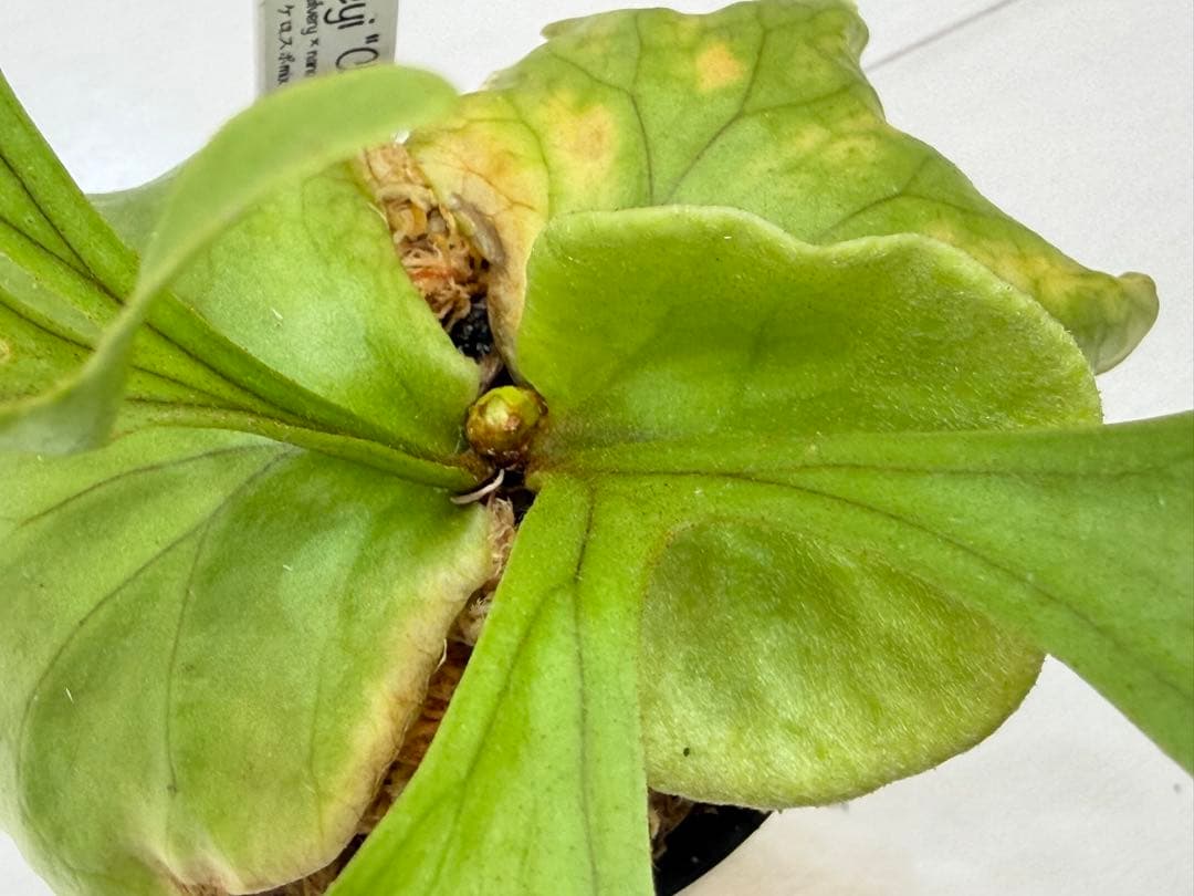 ridleyi chobi リドレイ silvery nano mini mix