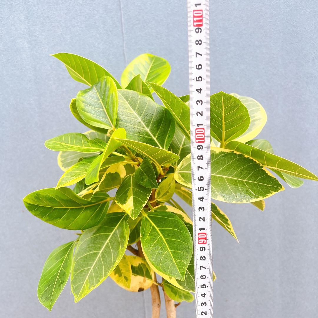 現品 フィカス ゴムの木 アルテシマ 曲り 25番 インテリアグリーン