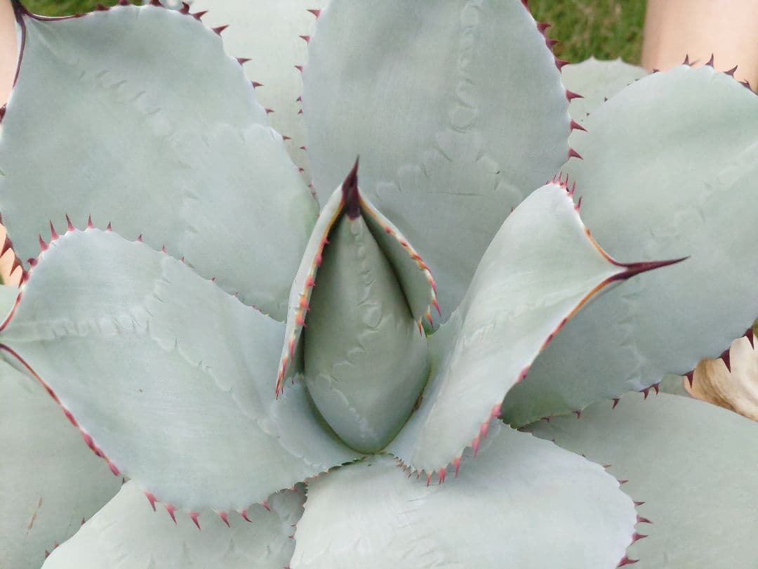 M*y様 パリー　トランカータ　実生　大株