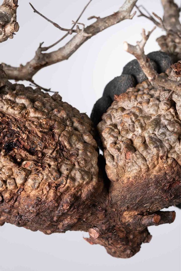 KP125 オペルクリカリア パキプス コーデックス ベアルート株　ダブル